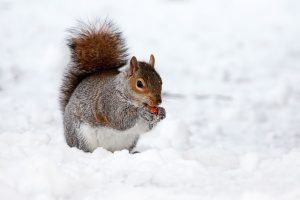 squirrel holding an acorn in the snow